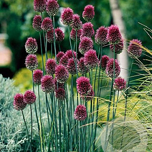 Allium sphaerocephalon GM P9 BIO