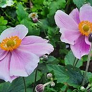 Anemone hyb. 'Loreley' GM P9 BIO