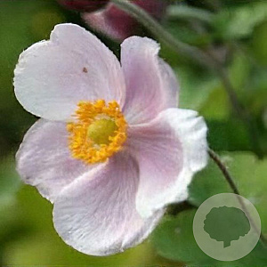 Anemone hyb. 'Richard Ahrens' GM P9 BIO