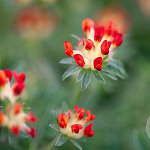 Anthyllis vulneraria coccinea GM P9 BIO