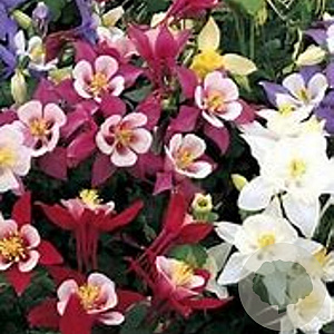 Aquilegia Dragonfly Hybrids GM P9 BIO
