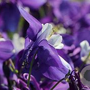 Aquilegia 'Spring Magic Blue White' GM P9 BIO