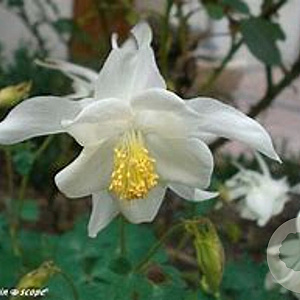 Aquilegia 'Snow Queen' GM P9 BIO
