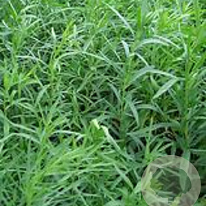 Artemisia dracunculus 'Senior' GM P9 BIO