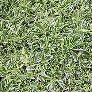 Arabis f.-c. 'Variegata' GM P9 BIO