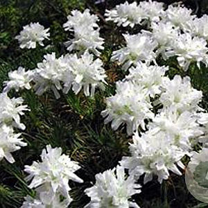 Armeria mar. 'Armada White' GM P9 BIO