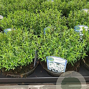 Arenaria montana GM P9 BIO