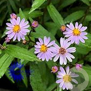 Aster ageratoides 'Harry Schmidt' GM P9 BIO