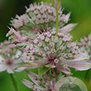 Astrantia maj. 'Florence' GM P9 BIO
