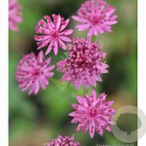 Astrantia maj. 'Roma' GM P9 BIO