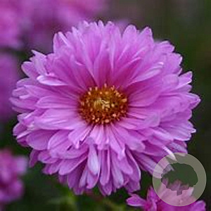 Aster novi-belgii GM P9 BIO