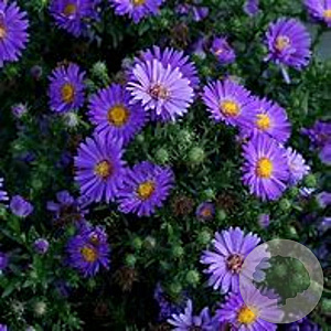 Aster n.-b. 'Schöne von Dietlikon' GM P9 BIO