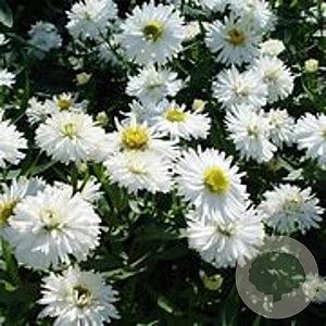 Aster n.-b. 'White Ladies' GM P9 BIO
