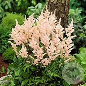 Astilbe (J) 'Peach Blossom' GM P9 BIO