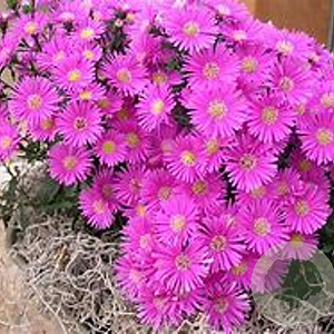 Aster (D) Alpha Pink GM P9 BIO