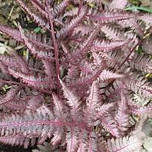 Athyrium niponicum 'Burgundy Lace' GM P9 BIO