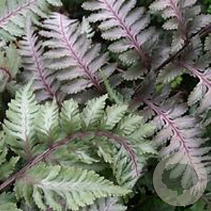 Athyrium niponicum 'Red Beauty' GM P9 BIO