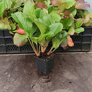 Bergenia cordifolia GM P9 BIO