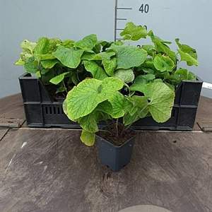 Brunnera macrophylla GM P9 BIO