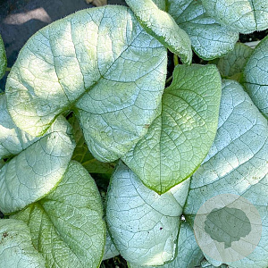 Brunnera macr. 'Alexandria' GM P9 BIO