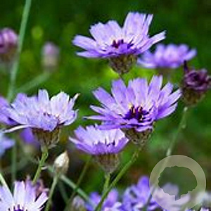 Catananche caerulea 'Major' GM P9 BIO