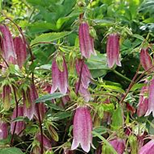 Campanula 'Elizabeth' GM P9 BIO