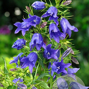 Campanula 'Kent Belle' GM P9 BIO