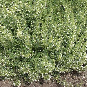 Calamintha n. 'Weisser Riese' GM P9 BIO