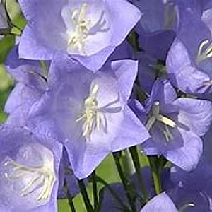 Campanula pers. 'Coerulea' GM P9 BIO