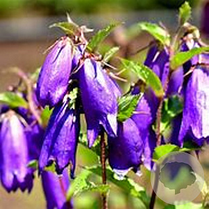 Campanula 'Sarastro' GM P9 BIO