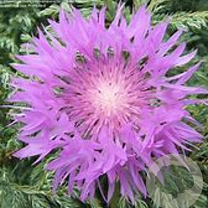 Centaurea hypoleuca 'John Coutts' GM P9 BIO