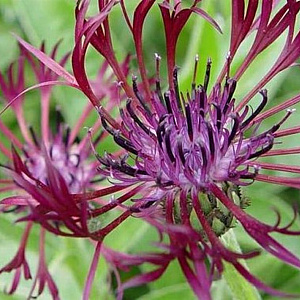 Centaurea montana 'Jordy' GM P9 BIO