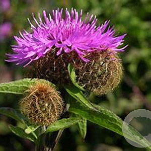 Centaurea phrygia GM P9 BIO