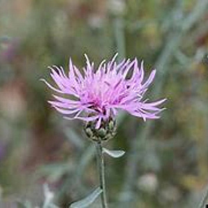 Centaurea stoebe GM P9 BIO