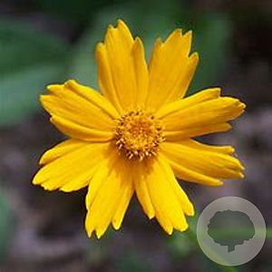 Coreopsis auriculata 'Nana' GM P9 BIO
