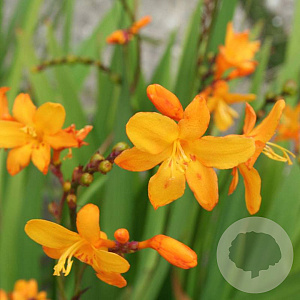 Crocosmia 'Columbus' GM P9 BIO