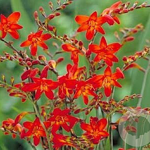 Crocosmia 'Emberglow' GM P9 BIO