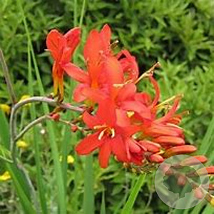 Crocosmia 'Mistral' GM P9 BIO
