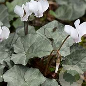 Cyclamen coum 'Silver Leaf White' GM P9 BIO