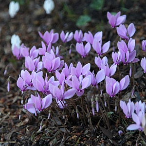 Cyclamen hederifolium GM P9 BIO