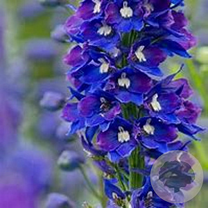 Delphinium (P) 'King Arthur' GM P9 BIO