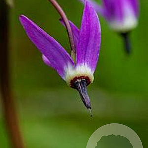 Dodecatheon jeffreyi GM P9 BIO