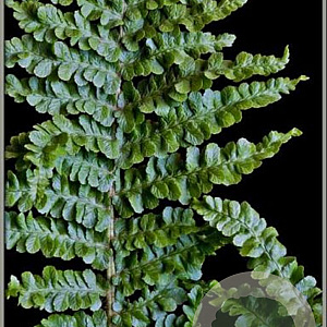 Dryopteris f.-m. 'Crispa Cristata' GM P9 BIO