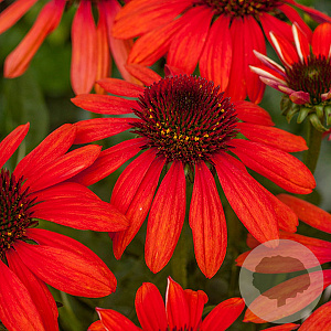 Echinacea Red Pearl GM P9 BIO