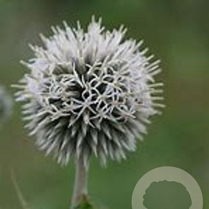 Echinops sphaer. 'Arctic Glow' GM P9 BIO