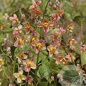 Epimedium warl. 'Ellen Willmott' GM P9 BIO