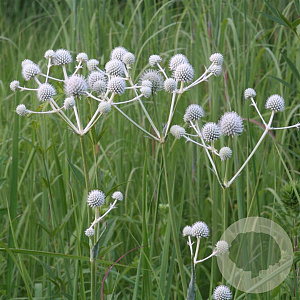 Eryngium yuccifolium GM P9 BIO