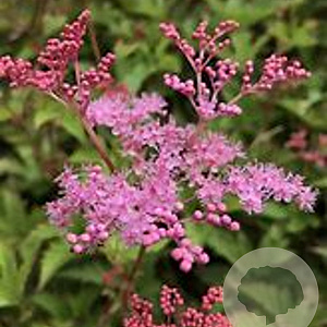 Filipendula 'Kahome' GM P9 BIO