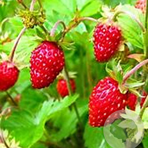 Fragaria v. 'Alexandria' GM P9 BIO