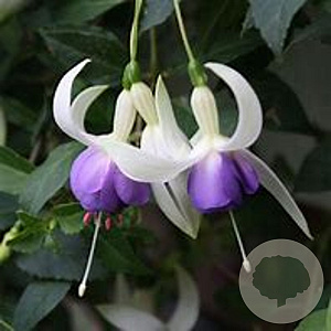 Fuchsia 'Delta's Sarah' GM P9 BIO